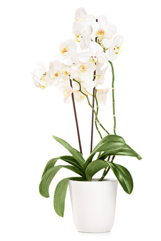 Plants and Foliage