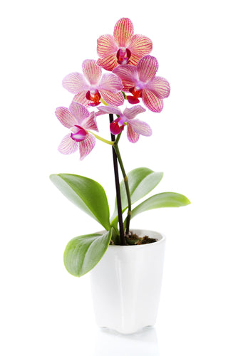 Pahalaenopsis Potted