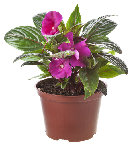 Potted Hot Pink Flowers