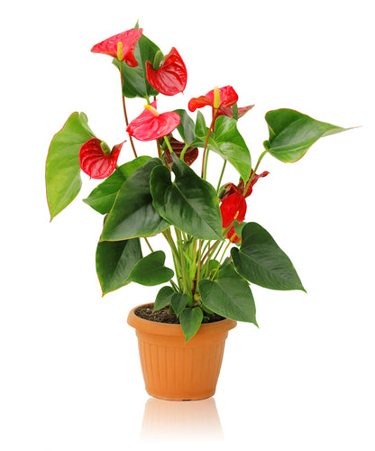 Potted Anthurium