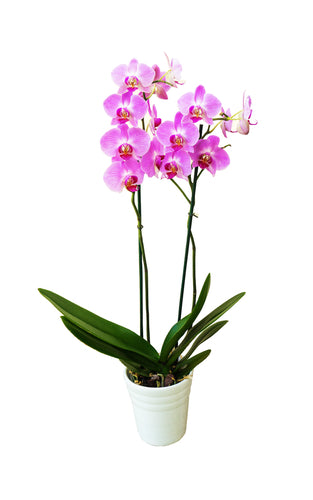 Pahalaenopsis Purple Potted