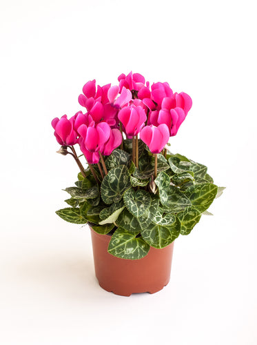 Potted Pink Flowers