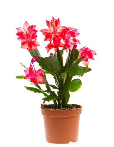 Potted Flowers